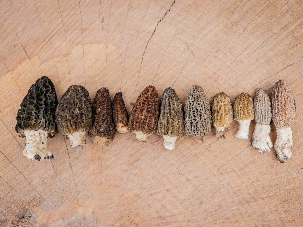 morel mushrooms