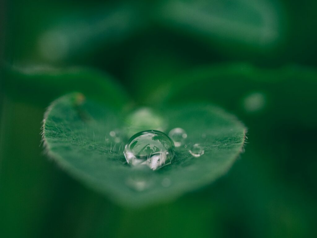 green leaf with water drops