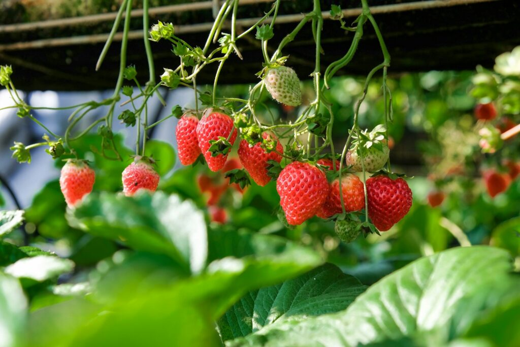 strawberries