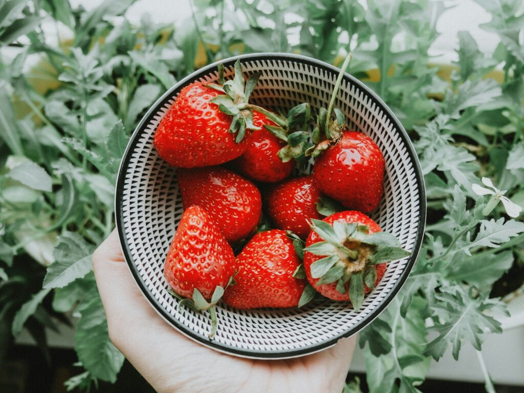 Strawberry Fields Forever: Cultivating the Sweetest Everbearing Varieties